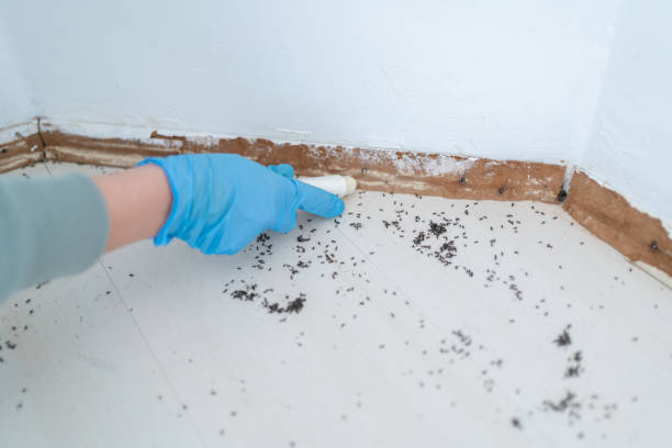 Best Termite Inspection and Treatment  in Buford, GA